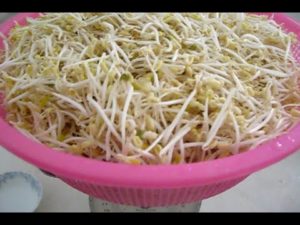 Read more about the article How to Sprout Mung Beans at Home (many methods, no rinsing and no spraying everyday)