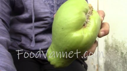 Read more about the article How to Grow Chayote (Step by Step) / Cach Trong Trai Su