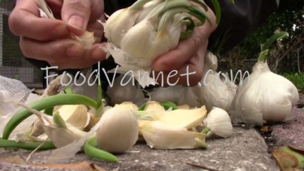 Read more about the article How to Grow Garlic