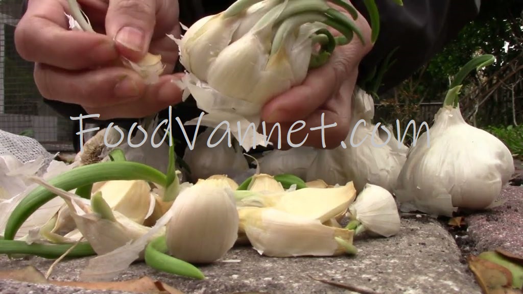 You are currently viewing How to Grow Garlic