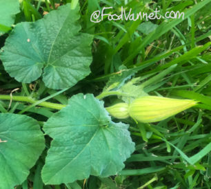 Read more about the article Growing Butternut Squash