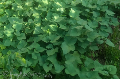 Read more about the article Sweet Potato Vines, Which Part of The Plant You Can Eat and Questions & Answers